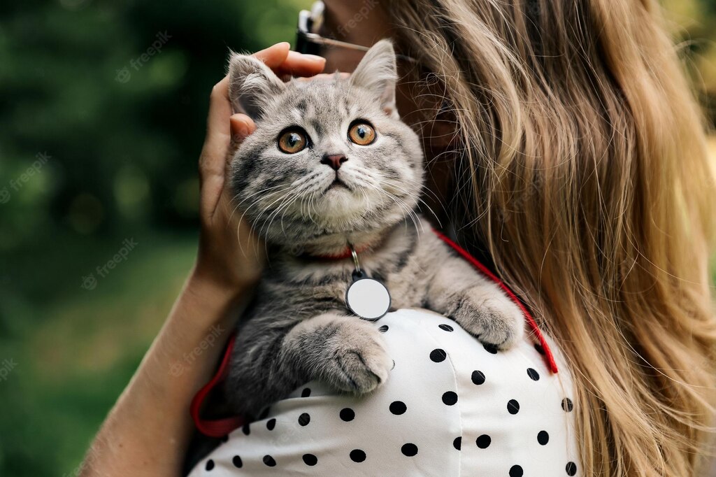 смішний кіт