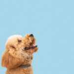 домашня тварина