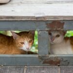 коти домашня тварина