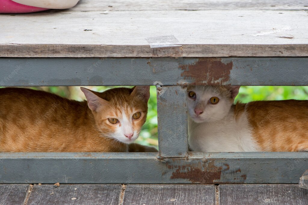 коти домашня тварина