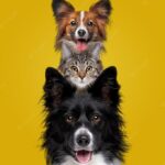 собака та кіт