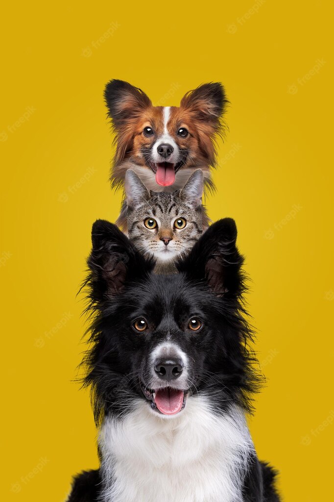 собака та кіт