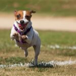 собака грає