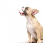 ласощі для собак