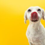 собака їсть