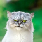 персидський кіт