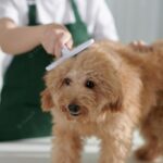 зооклініка