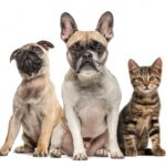 французький бульдог