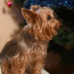 йоркширський тер'єр