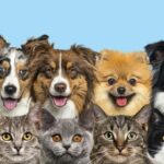 австралійська вівчарка