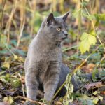 коти улюбленець