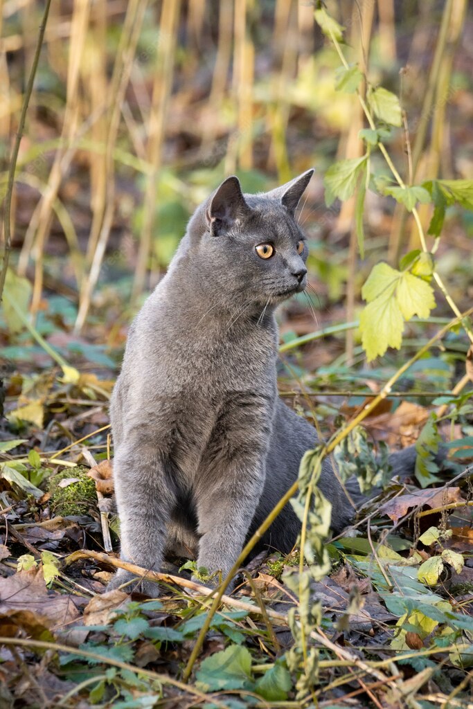 коти улюбленець