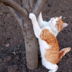 дитинча кішка