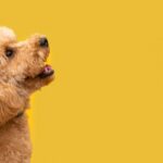 домашня тварина