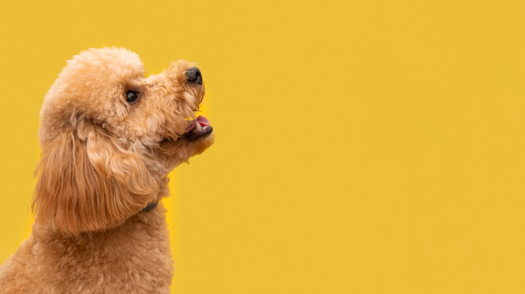 домашня тварина