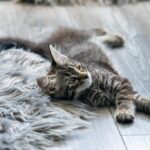 смішний кіт