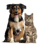 собака і кіт
