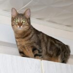 смішний кіт