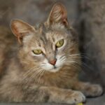 коти домашня тварина