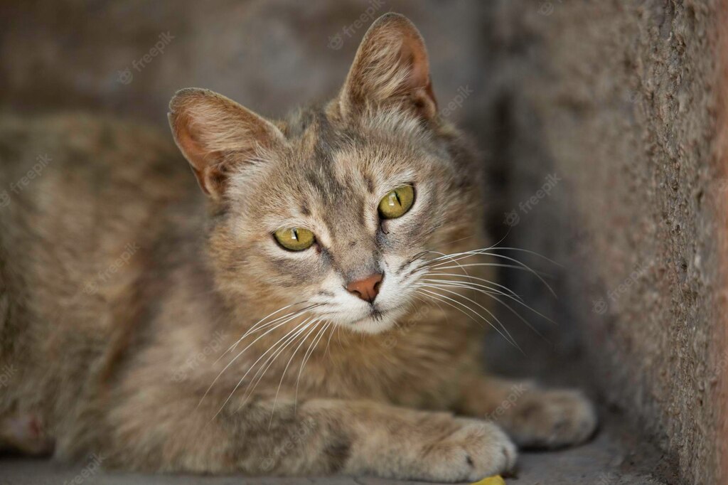 коти домашня тварина