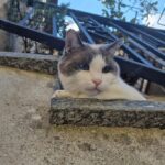 смішний кіт