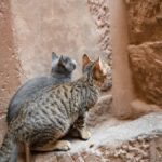 смішний кіт