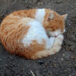 смішний кіт