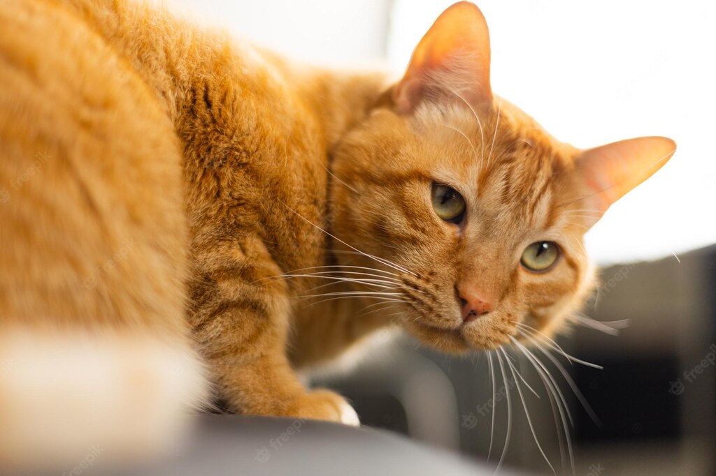 коти домашня тварина