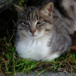 смішний кіт