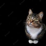 веселий кіт