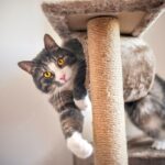 смішний кіт