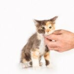 коти домашня тварина