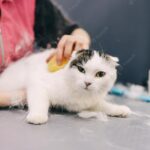 стрижка котів