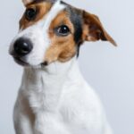 собака сидить