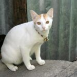 коти домашня тварина