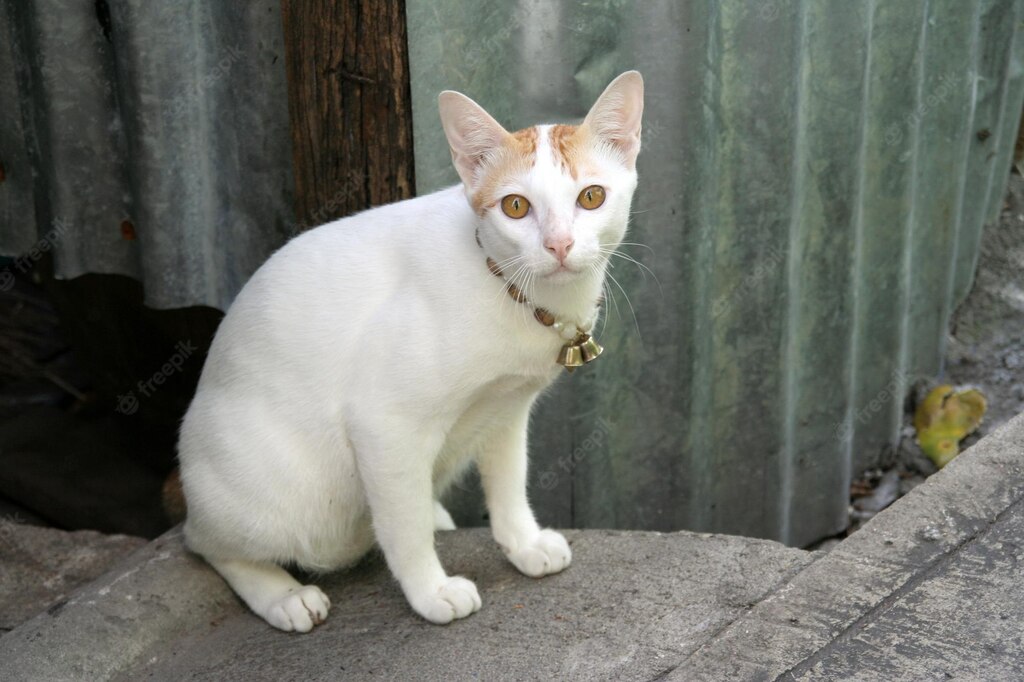 коти домашня тварина