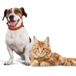 домашні собаки