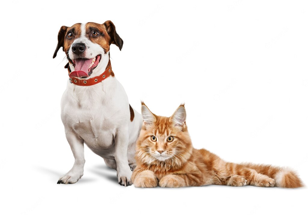 домашні собаки