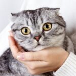 жіночий будинок