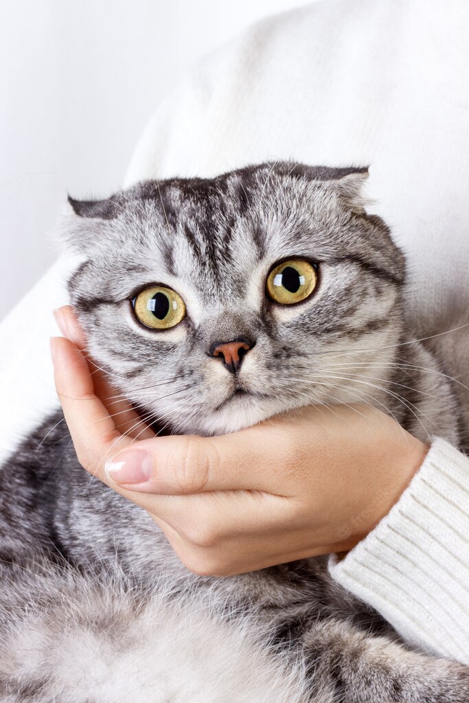 жіночий будинок