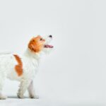 Джек Рассел