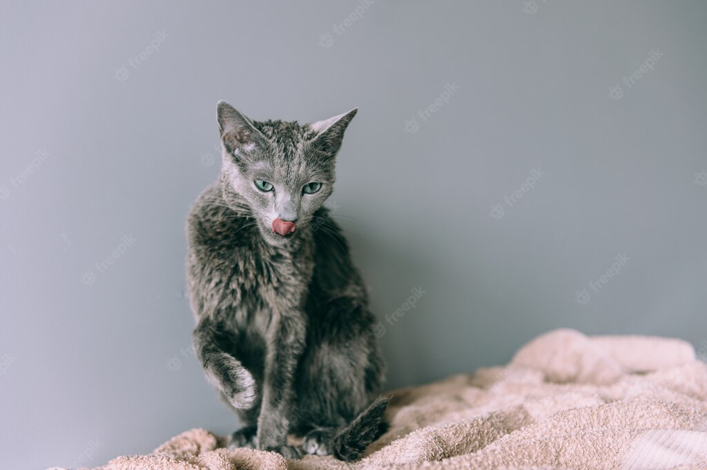 коти домашня тварина