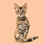 бенгальський кіт