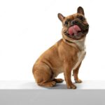 собака тварина