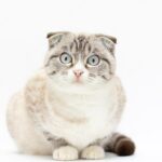 британська короткошерста