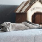 котяче ліжко