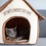 котячий будиночок