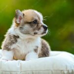 портрет собаки