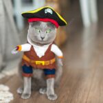 коти домашня тварина