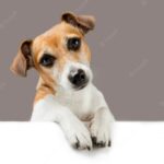 собака сидить